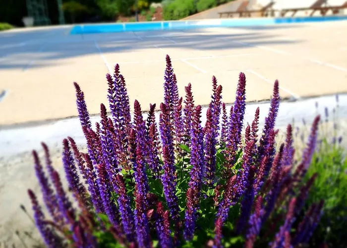 בית הארחה La Maison De Maitre